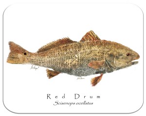 Redfish white board